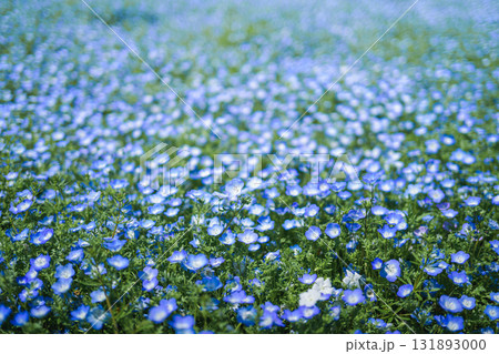 一面に咲くネモフィラの青い花畑（春の風景） 131893000