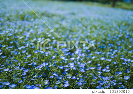 一面に咲くネモフィラの青い花畑(春の風景) 一面に咲くネモフィラの青い花畑(春の風景) 131893019