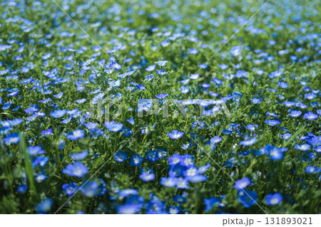 一面に咲くネモフィラの青い花畑(春の風景) 一面に咲くネモフィラの青い花畑(春の風景) 131893021