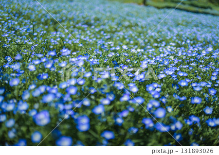 一面に咲くネモフィラの青い花畑(春の風景) 一面に咲くネモフィラの青い花畑(春の風景) 131893026