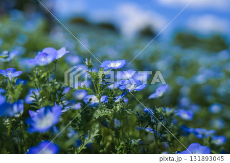 一面に咲くネモフィラの青い花畑（春の風景） 131893045