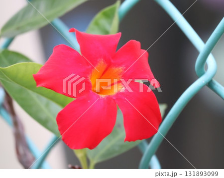 マンデビラ 131893099