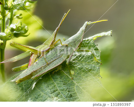 紫蘇の葉に止まるオンブバッタ 131893397