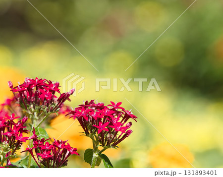 赤いペンタスの花 131893401