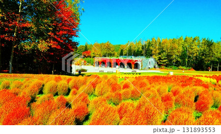 真っ赤に染まったコキア 131893553