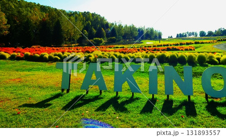 真っ赤に染まったコキア 131893557