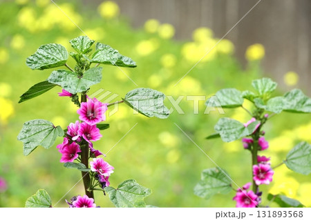 コモンマロウ　ゼニアオイ 131893568