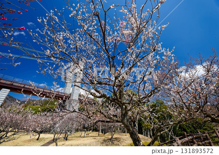 秦野・戸川公園の梅林と風の吊橋 131893572
