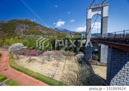 秦野・戸川公園の風の吊橋と丹沢の山並み 131893624