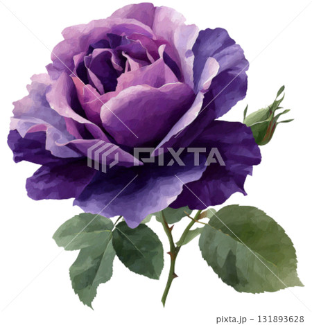 purple rose 131893628