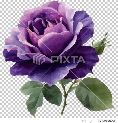 purple rose 131893628