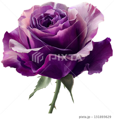 purple rose 131893629