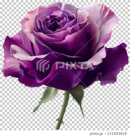 purple rose 131893629