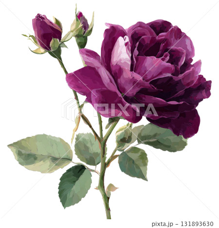 purple rose 131893630