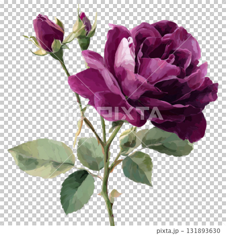 purple rose 131893630