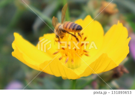 花にとまるミツバチ 花にとまるミツバチ 131893653