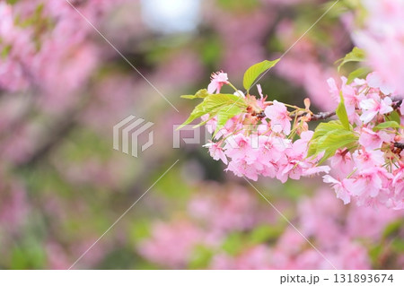 満開の河津桜 131893674