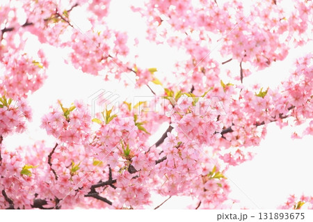 満開の河津桜 131893675