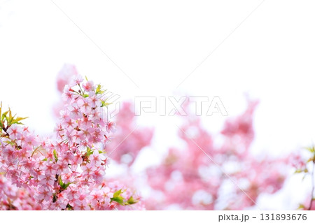 満開の河津桜 131893676