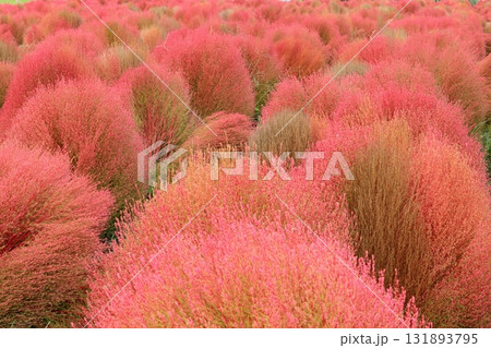 赤に染まるコキア畑 131893795