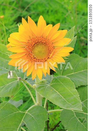 10月のひまわり 131893850