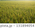 朝日を浴びる露の稲穂 131894054