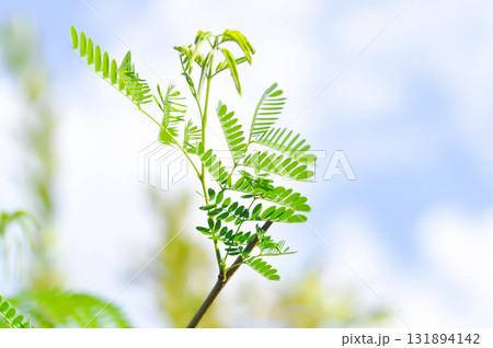 White Popinac , Lead Tree or Leucaena leucocephala or LEGUMINOSAE MIMOSOIDEAE White Popinac , Lead Tree or Leucaena leucocephala or LEGUMINOSAE MIMOSOIDEAE 131894142