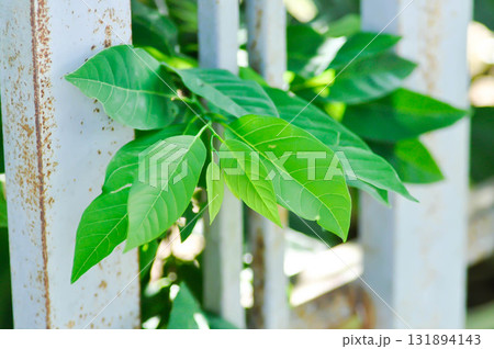 Sugar Apple , Annona squamosa L or   Annonaceae plant 131894143