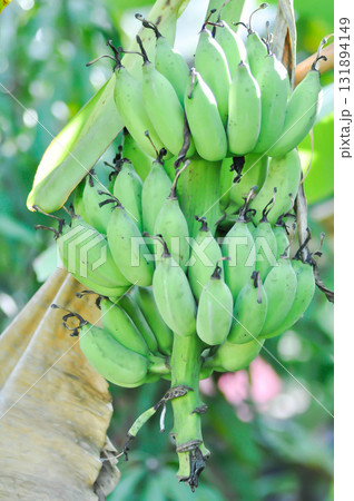 banana or banana plant, banana tree or Banana blossom or banana seed 131894149