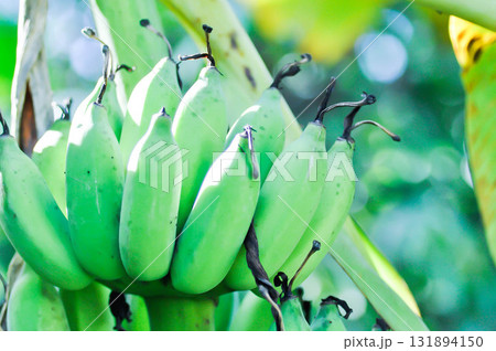 banana or banana plant, banana tree or Banana blossom or banana seed 131894150