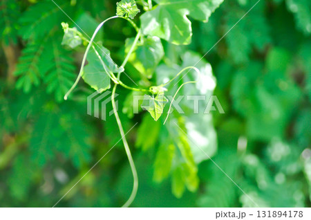 Ivy gourd , Coccinia grandis or CUCURBITACEAE 131894178