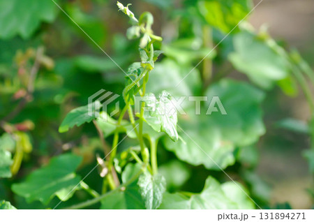 Asteraceae, climbing hempweed or Mikania cordata Burm f B L Robinson or Mikania micrantha or Mikania scandens or weed Asteraceae, climbing hempweed or Mikania cordata Burm f B L Robinson or Mikania micrantha or Mikania scandens or weed 131894271
