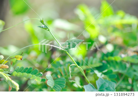 Ivy gourd , Coccinia grandis or CUCURBITACEAE 131894273