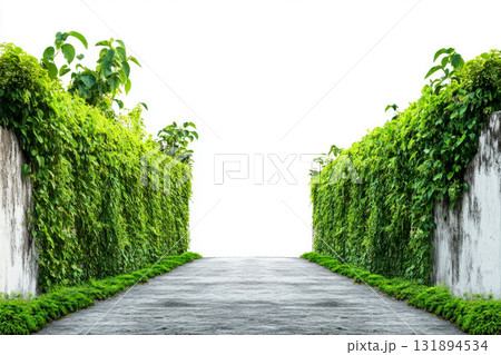a walking road old town on green planted fence walls on isolated white background. a walking road old town on green planted fence walls on isolated white background. 131894534