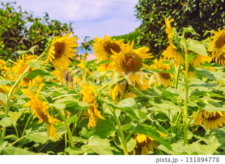 長在家　ひまわり畑　ひまわりの花ー9 131894778
