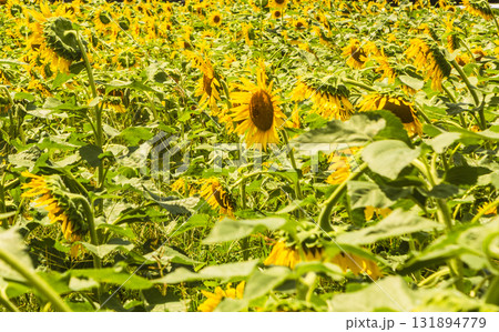 長在家　ひまわり畑　ひまわりの花ー10 131894779