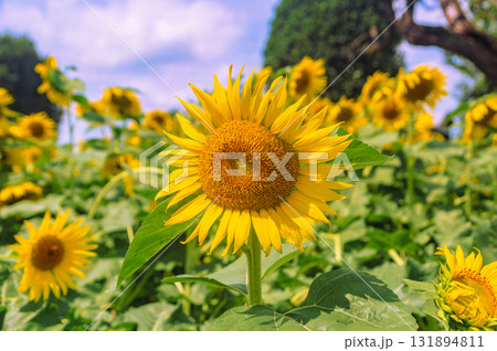 長在家　ひまわり畑　ひまわりの花ー42 131894811