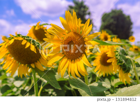 長在家 ひまわり畑 ひまわりの花ー43 長在家 ひまわり畑 ひまわりの花ー43 131894812