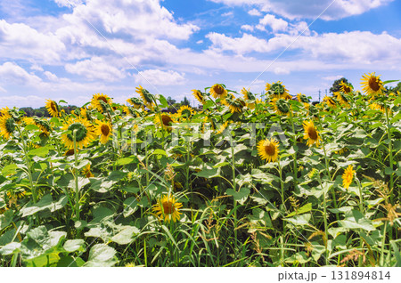 長在家 ひまわり畑 ひまわりの花ー45 長在家 ひまわり畑 ひまわりの花ー45 131894814