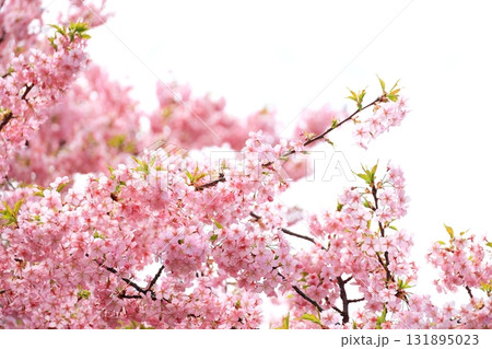満開の河津桜 131895023