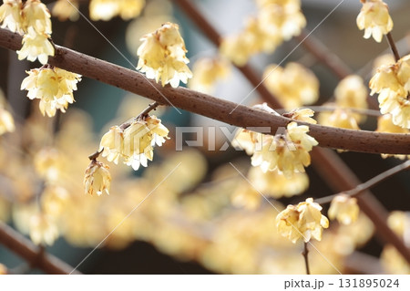 満開のロウバイ 131895024
