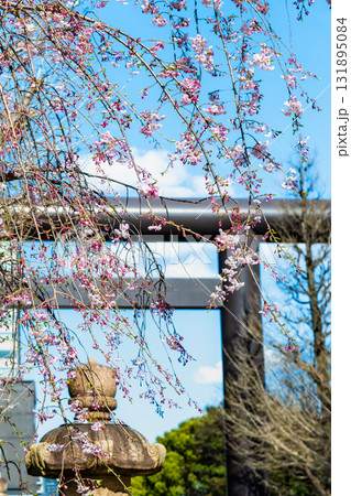 東京 靖国神社　シダレザクラと大鳥居 131895084