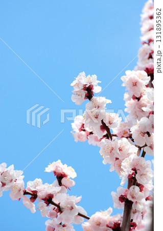 満開の梅の花　タテ位置 131895362