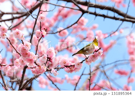 満開の梅の花とメジロ 131895364