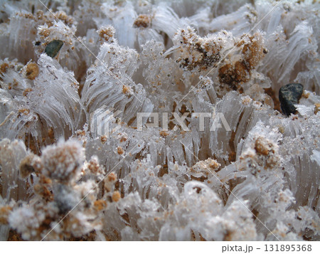 Frost pillars / 放射冷却現象の冷え込みで出現した早朝の霜柱(接写ズームマクロ撮影) 131895368