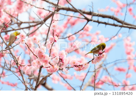 満開の梅の花とメジロ 満開の梅の花とメジロ 131895420