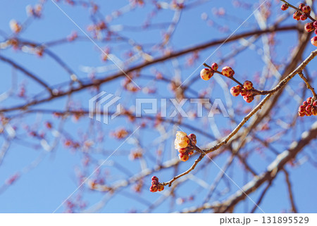 梅の花ー162 131895529