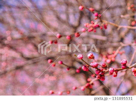 梅の花ー164 梅の花ー164 131895531