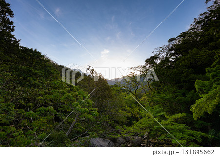 朝日と新緑 西部林道地域 世界自然遺産屋久島 朝日と新緑 西部林道地域 世界自然遺産屋久島 131895662