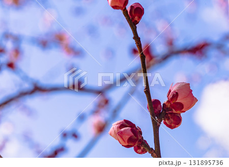 梅の花3ー27 131895736